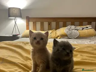 British Shorthair cats 2 male British short hair kittens - Advert 20