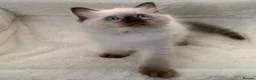 Ragdoll cats for sale: CHAMPION BLOODLINE RAGDOLL KITTENS 🥇🏅 - Advert 19