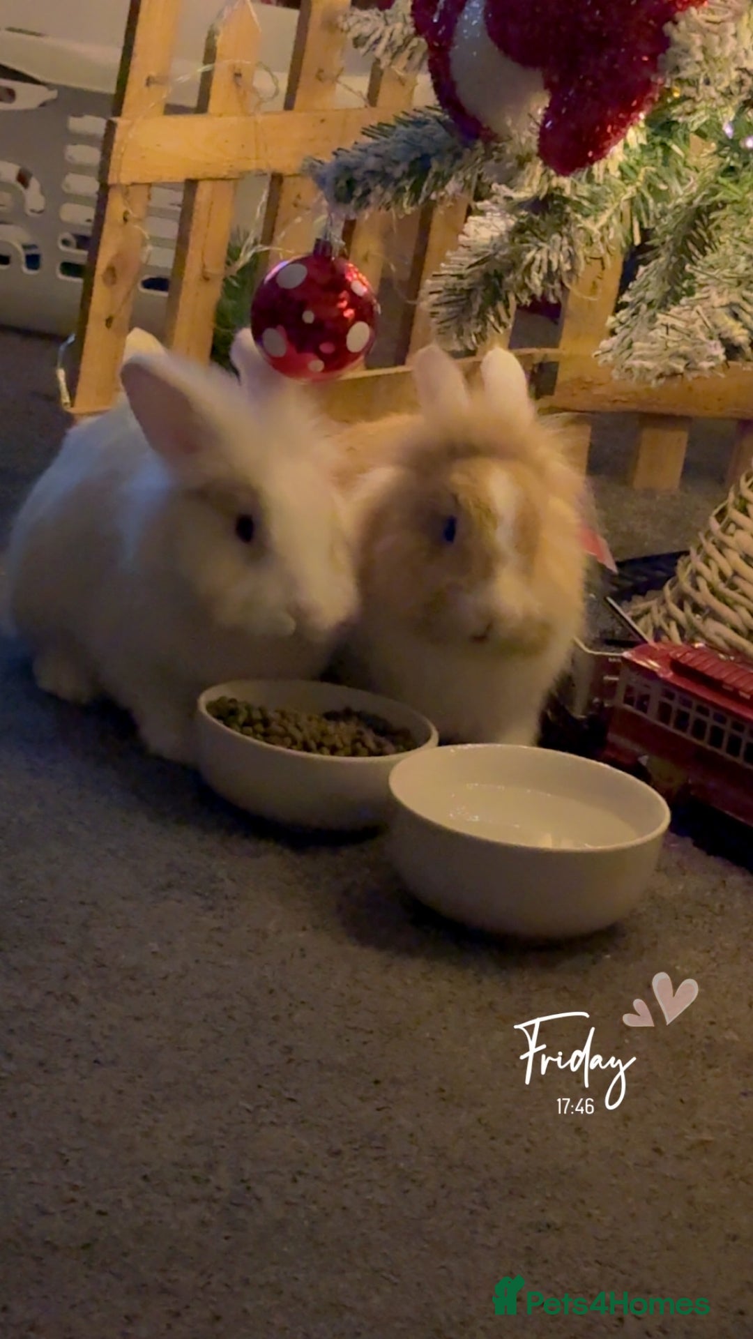 Lionhead rabbits for sale: 2 male rabbits brothers  - Advert 4