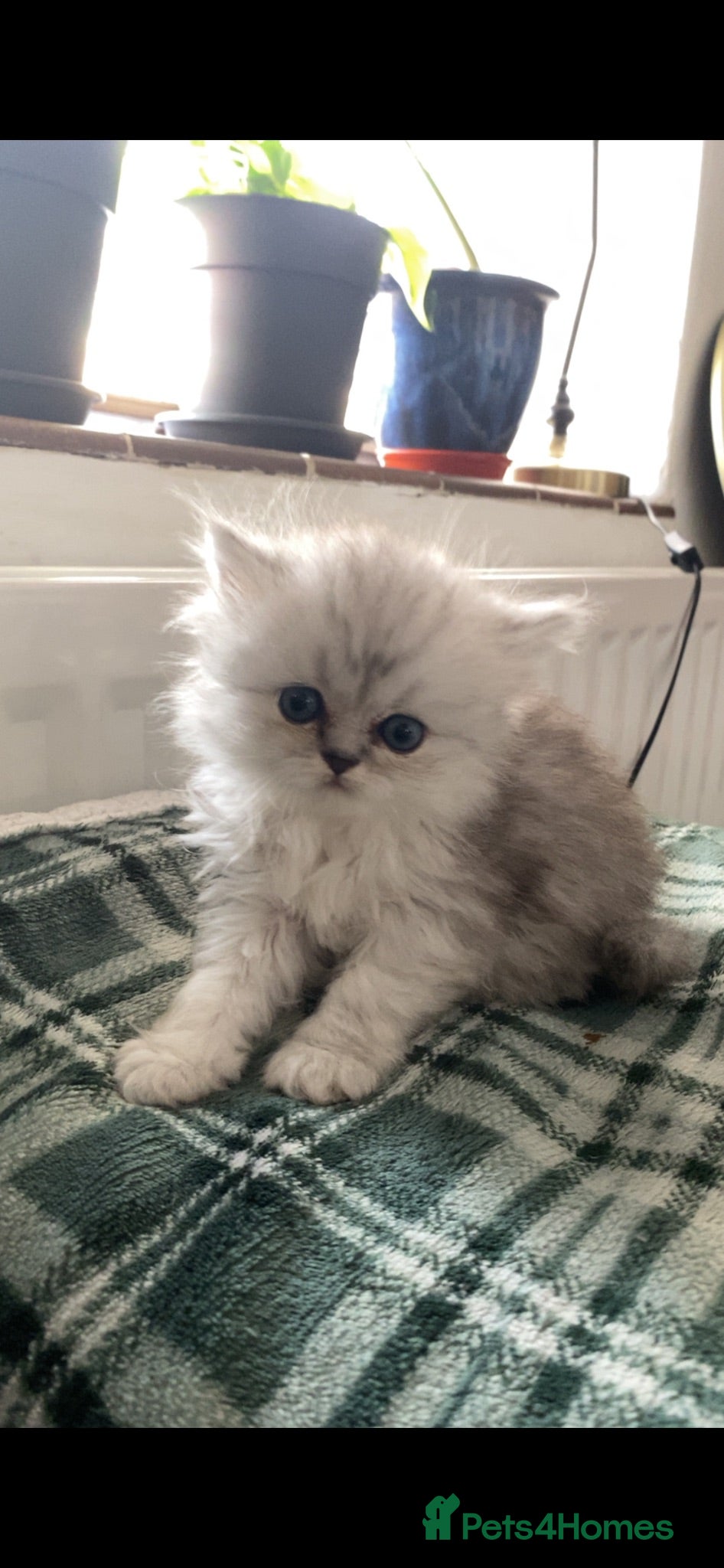 Persian cats Stunning Persian Chinchilla Kittens - Lancashire. - Advert 2