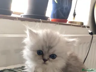 Persian cats Stunning Persian Chinchilla Kittens - Lancashire. - Advert 14