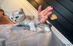 British Shorthair cats for sale: 1 BSH colour point & 4 rainbow BSH Chinchillas - Image 20