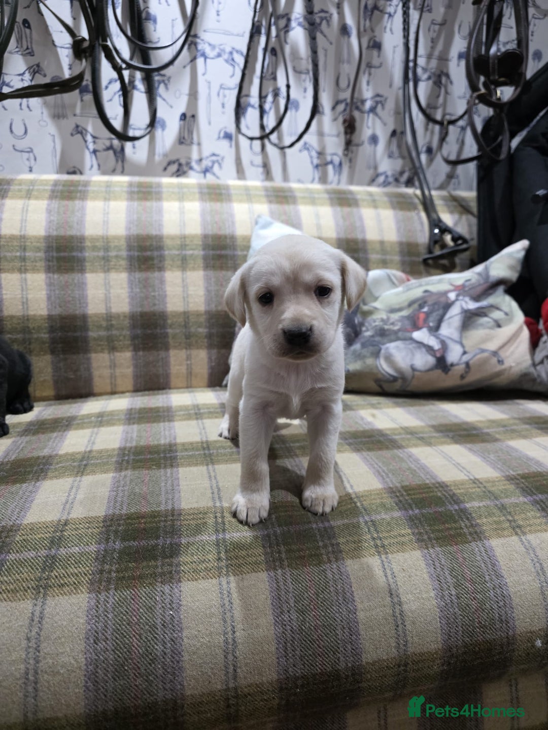 Labrador Retriever dogs for sale: Labrador puppies gold and black boys and girls  - Advert 5