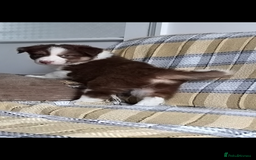 Australian Shepherd dogs for sale: Australian Shepherd puppies looking for new home in Peterborough - Image 12