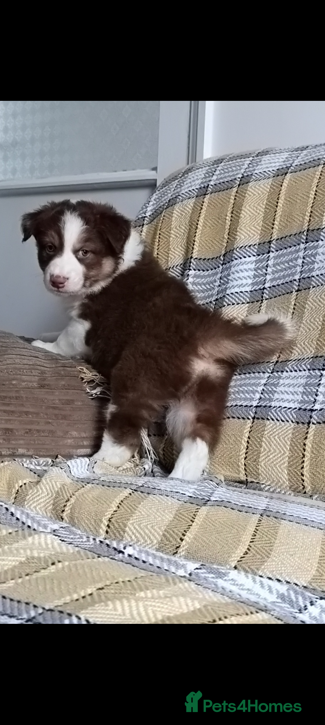 Australian Shepherd dogs for sale: Australian Shepherd puppies looking for new home in Peterborough - Image 12
