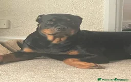 Rottweiler dogs for sale: Rottweiler girl for rehome - Image 12