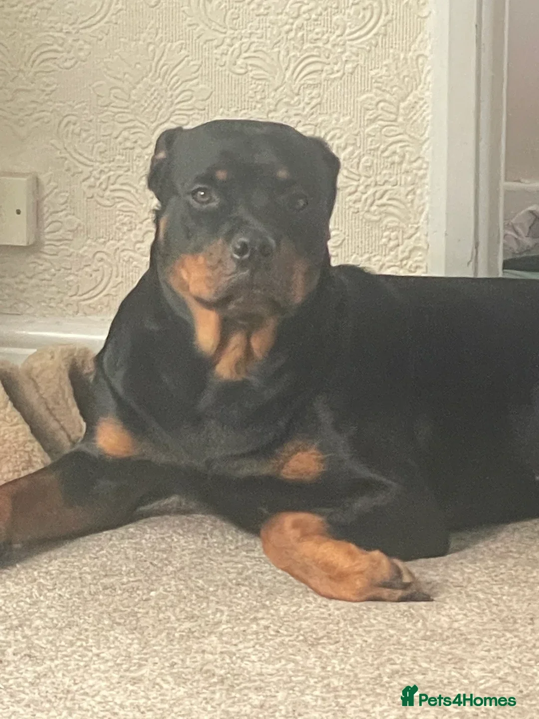 Rottweiler dogs for sale: Rottweiler girl for rehome - Image 12