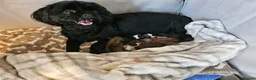 Shih Tzu dogs for sale: Shih tzus  in Derby - Advert 2