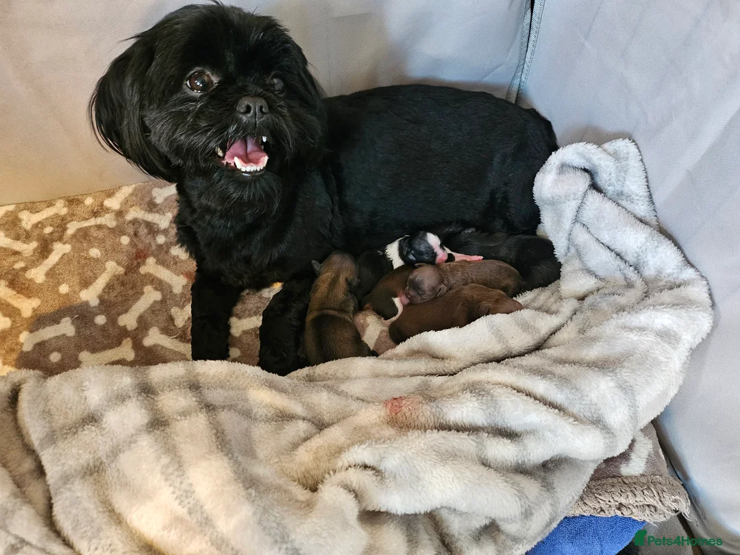 Shih Tzu dogs for sale: Shih tzus  in Derby - Advert 2