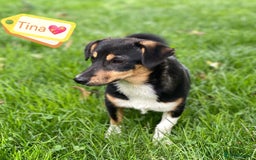 Mixed Breed dogs for adoption: 💖🐶 TINA 🐶💖 - Image 5