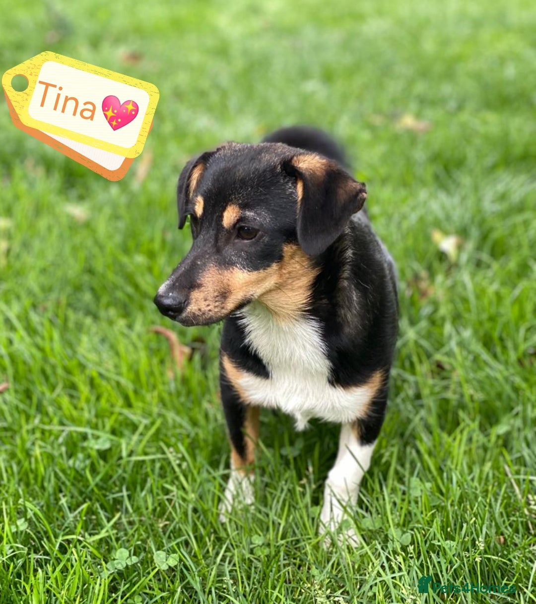 Mixed Breed dogs for adoption: 💖🐶 TINA 🐶💖 - Image 5