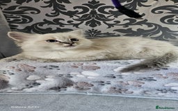 Ragdoll cats for sale: Lilac and blue tica ans Gccf registered ragdolls. - Image 19