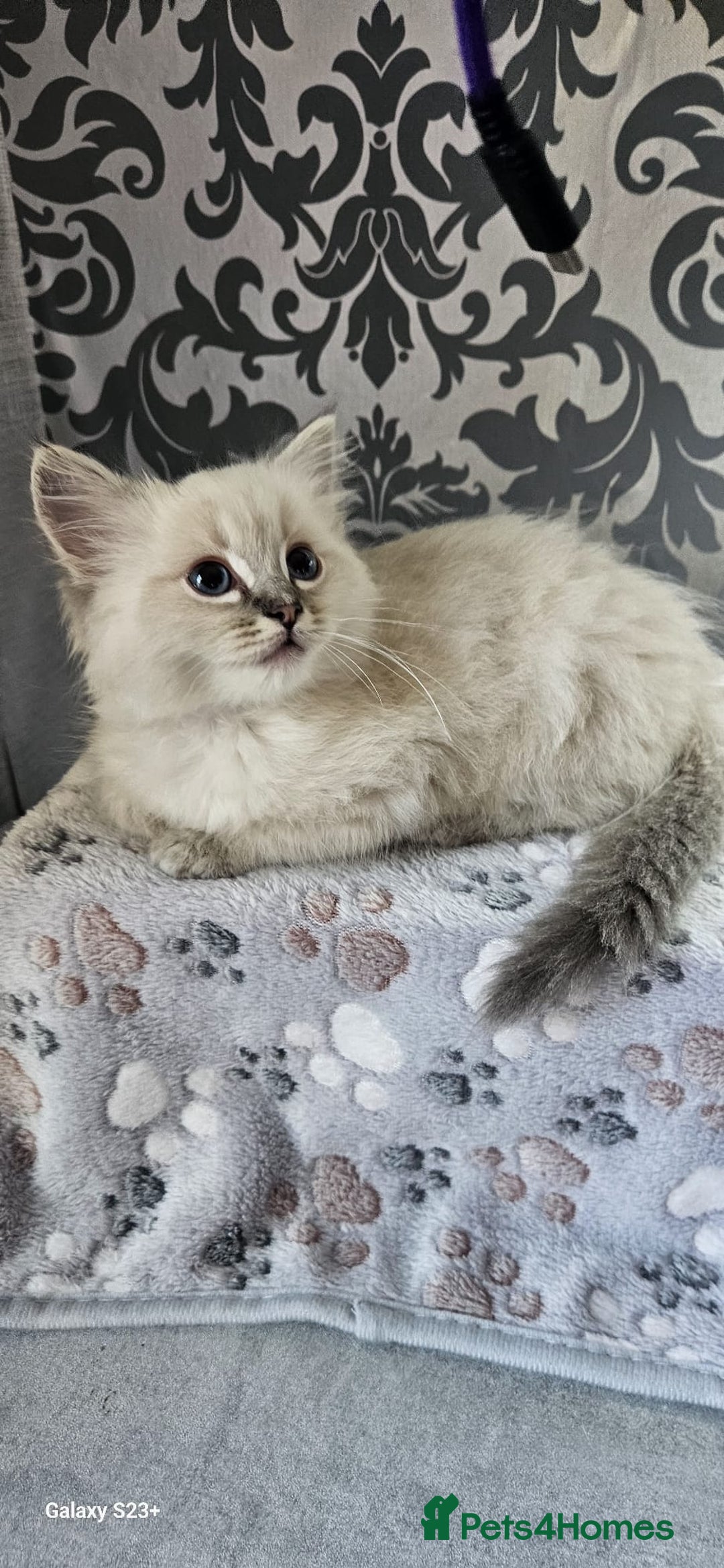 Ragdoll cats for sale: Lilac and blue tica ans Gccf registered ragdolls. - Image 19
