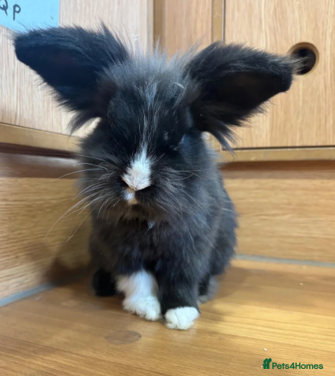 Mixed Breed rabbits for sale: Bunnies available for adoption  - Advert 1