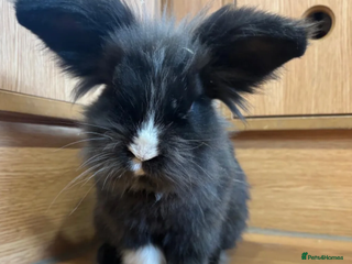 Mixed Breed rabbits for sale: Bunnies available for adoption - Advert 1