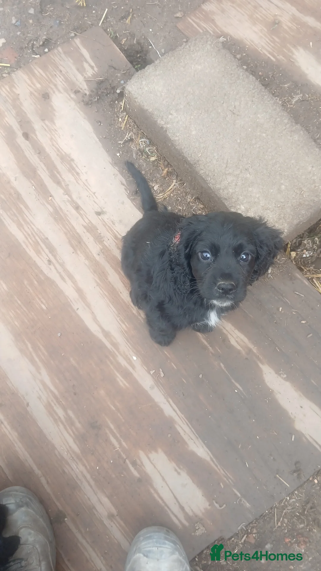 Cocker Spaniel dogs for sale: Working cocker spaniel pups - Advert 4