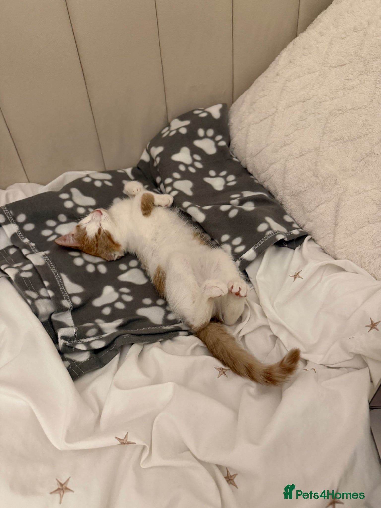 Mixed Breed cats for sale: Beautiful male kitten - Advert 5
