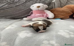 Jack Russell dogs for sale: Traditional jack Russell pups  - Image 8