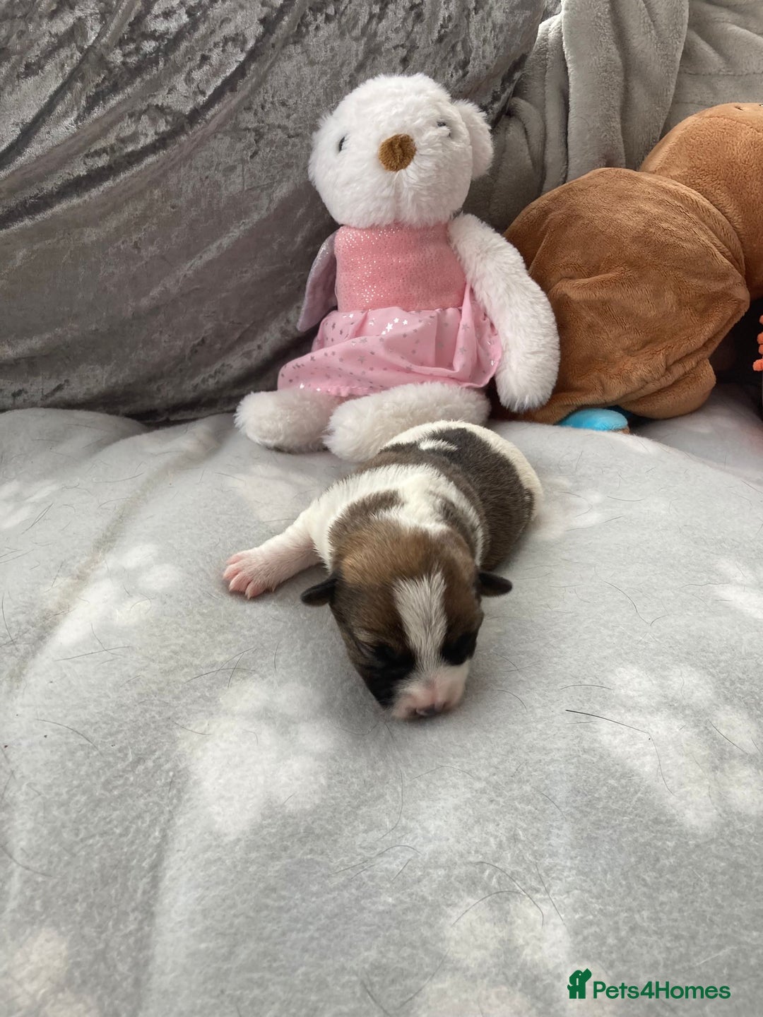 Jack Russell dogs for sale: Traditional jack Russell pups  - Image 8