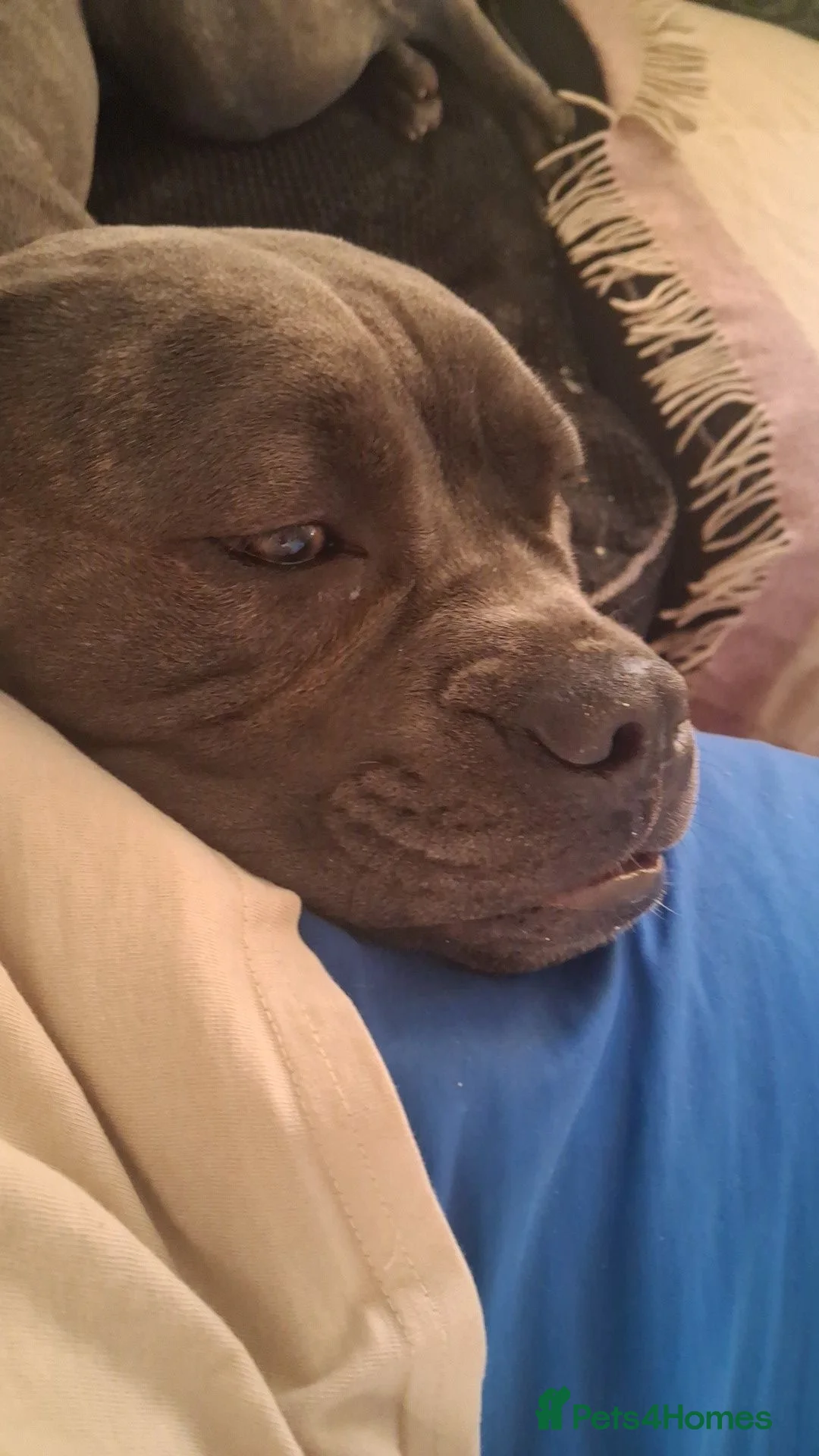Cane Corso dogs for sale: Female cane corso  - Advert 2