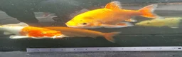 Koi Carp fish for sale: Koi /Orf /Tench- 11 in total in Wellingborough - Advert 10
