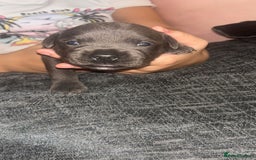 Staffordshire Bull Terrier dogs for sale: Beautiful blue staff puppies  - Image 12