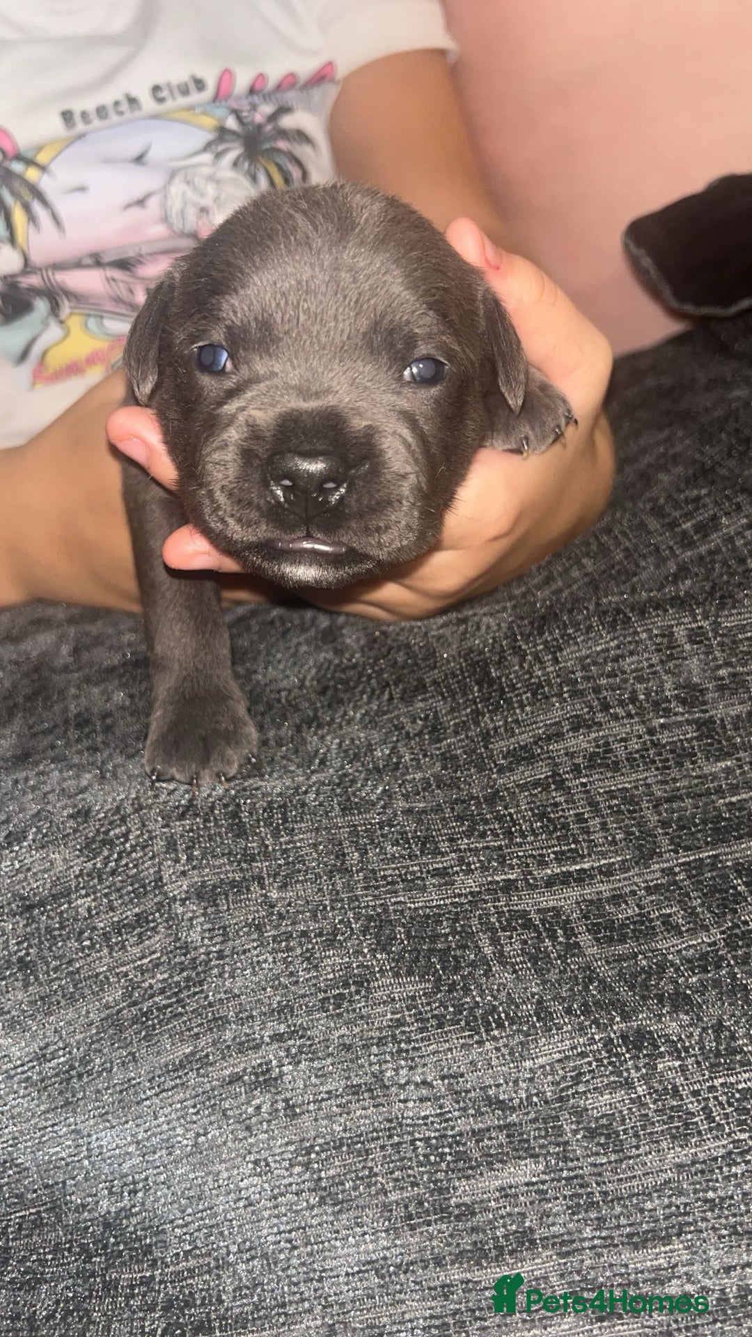 Staffordshire Bull Terrier dogs for sale: Beautiful blue staff puppies  - Image 12