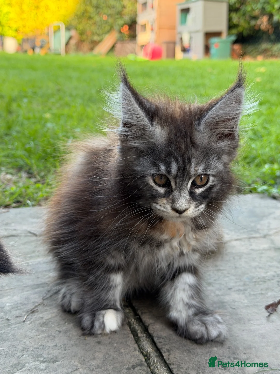 Maine Coon cats for sale: TICA Registered Pedigree Maine Coon Girls - Advert 10