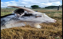 Goats livestock for sale: Tame Pygmy Nanny Goats for sale - Image 3