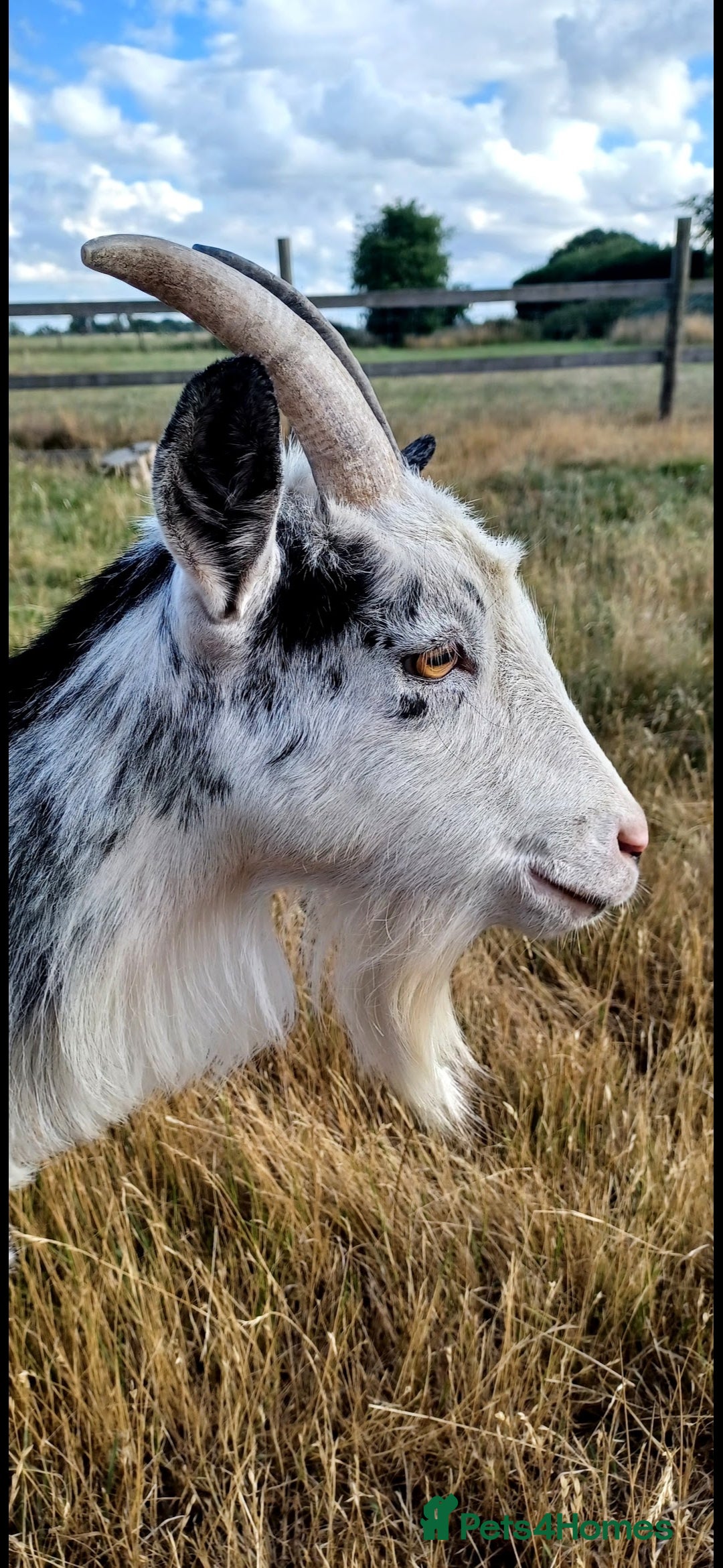 Goats livestock for sale: Tame Pygmy Nanny Goats for sale - Image 3