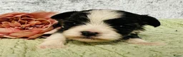 Chihuahua dogs for sale: Maltipoo x chihuahua  - Advert 4