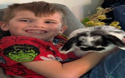 Mini Lop rabbits for sale: Mini lop bucks  - Advert 2