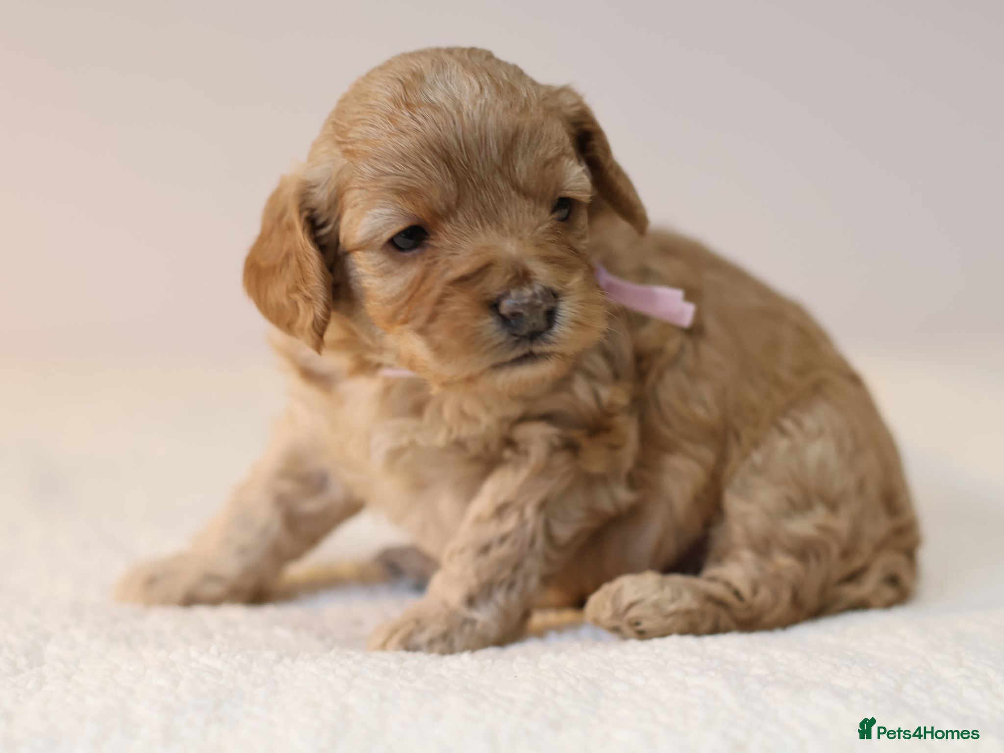 Cavapoo dogs 5*Licensed+DNAtested+Vetchecked+Red+Apricot+Cream - Advert 1