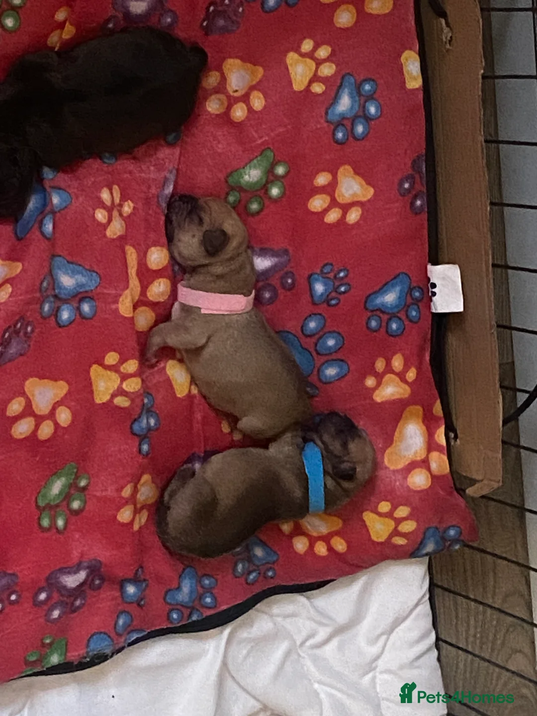 Jug dogs for sale: Jug pups  - Advert 11