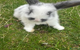 Mini Lop rabbits for sale: Mini lops - Image 8