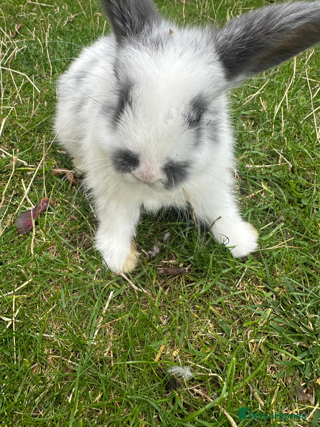 Mini Lop rabbits for sale: Mini lops - Image 8