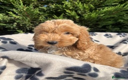 Cockapoo dogs for sale: 5 lovely f1 cockapoos  - Image 9