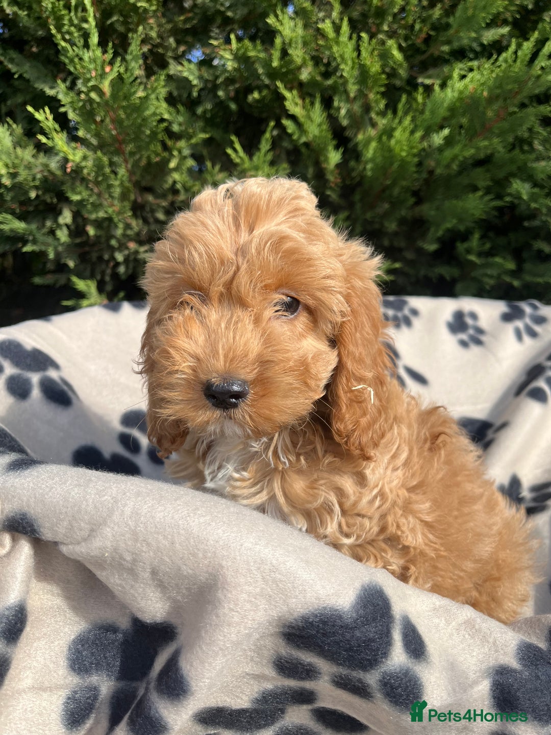 Cockapoo dogs for sale: 5 lovely f1 cockapoos  - Image 9