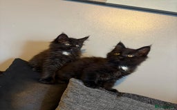 Maine Coon cats for sale: Full breed Maine Coon kittens ready to go.  - Image 1
