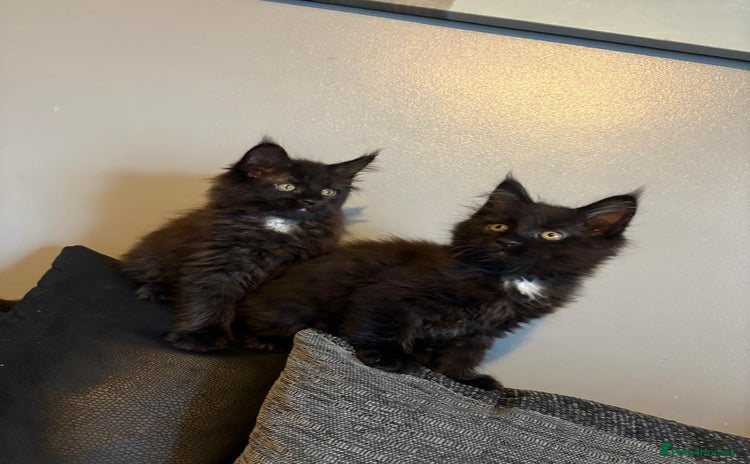 Maine Coon cats - Advert 4