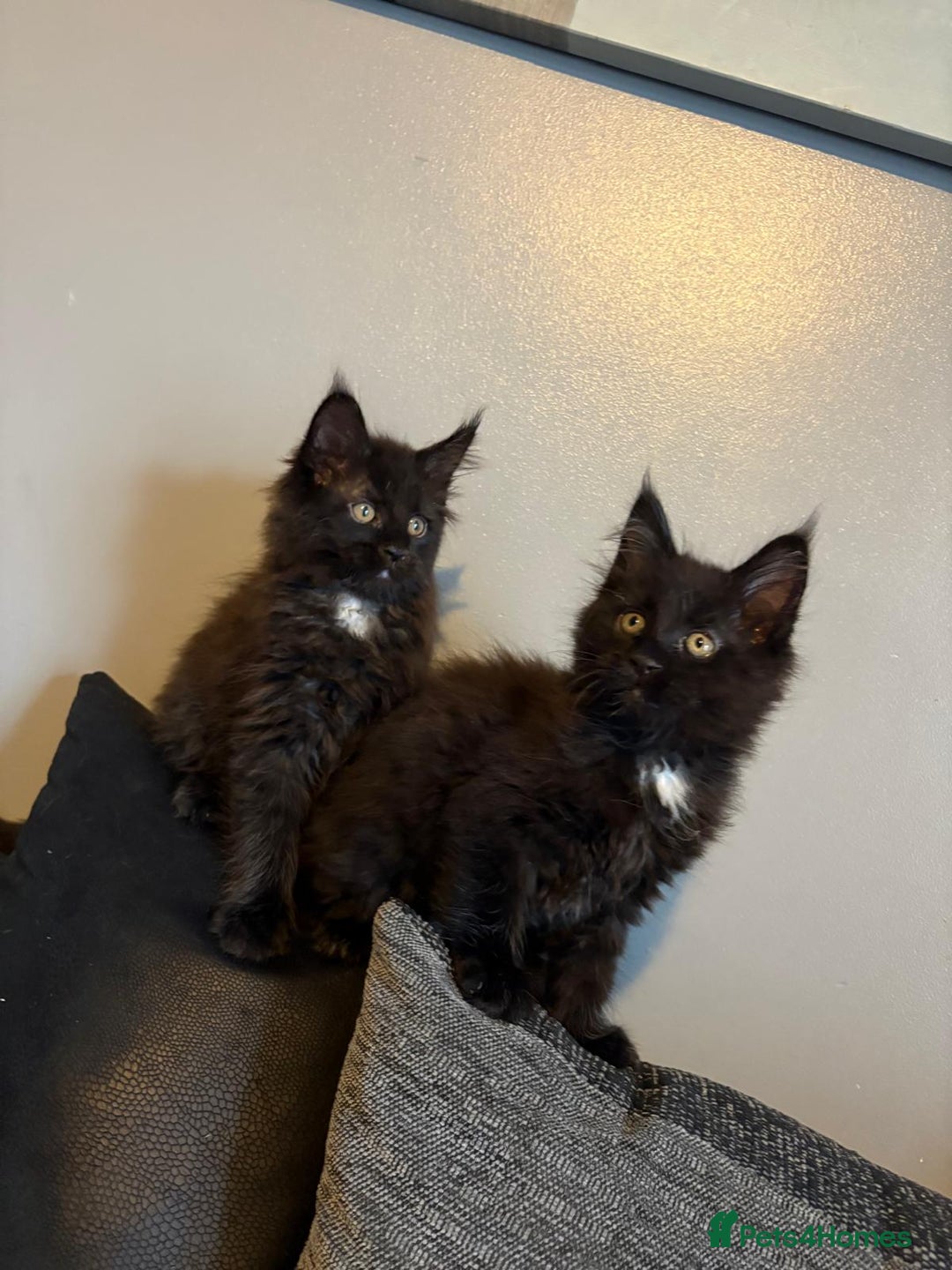 Maine Coon cats for sale: Full breed Maine Coon kittens ready to go.  - Image 1