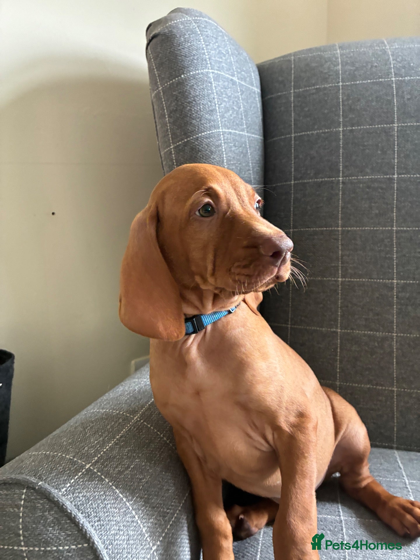 Hungarian Vizsla dogs  💙✨🐾NOW £1000 ✨💙🐾 - Advert 2