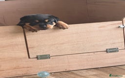 Rottweiler dogs for sale: Stunning large Rottweiler pups - Image 6