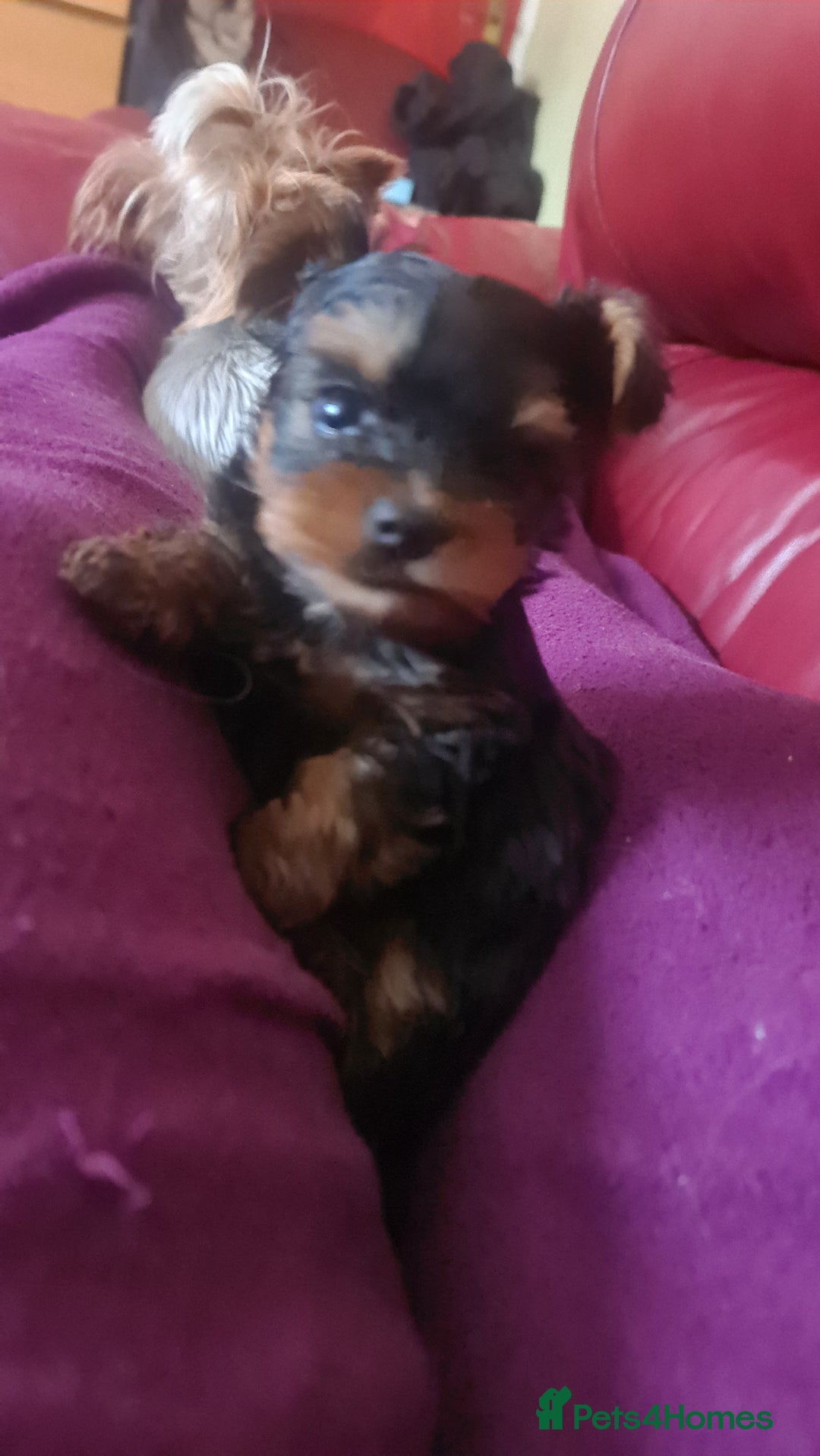 Yorkshire Terrier dogs for sale: Yorkie Terrier Puppy for Sale - Advert 12