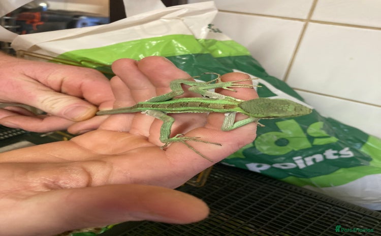 Iguana reptiles - Advert 1