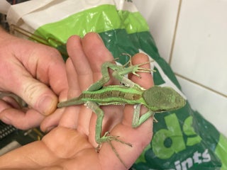 Iguana reptiles - Advert 4