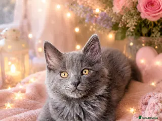 Mixed Breed cats Cute fluffy kittens black and white boys and girls - Advert 1