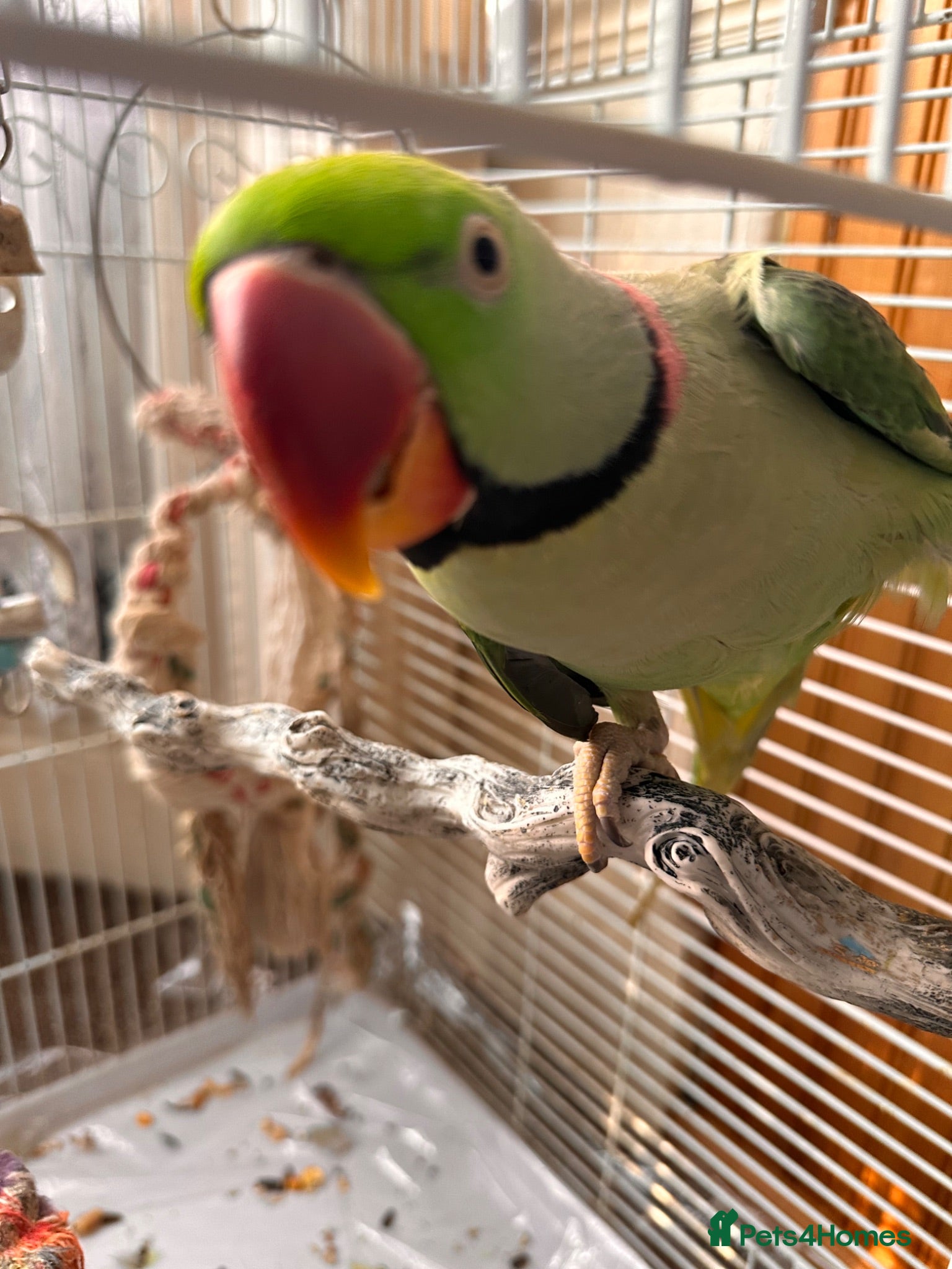 Parrots birds Tamed male alexandrine parrot - Advert 2