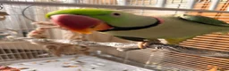 Parrots birds for sale: Tamed male alexandrine parrot - Advert 1