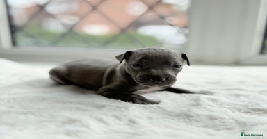 Italian Greyhound dogs - Advert 1